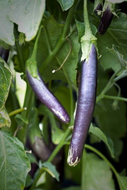 تصویر 3 از خرید بادمجان قلمی بلند + قیمت فروش استثنایی